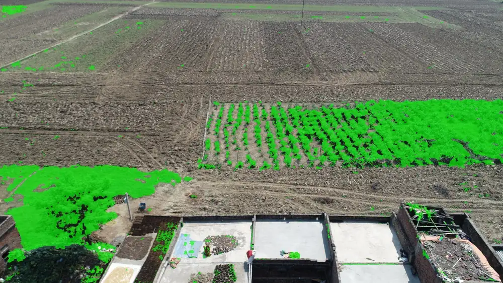 Canopy mask overlay highlighting only the vegetation pixels in a drone frame